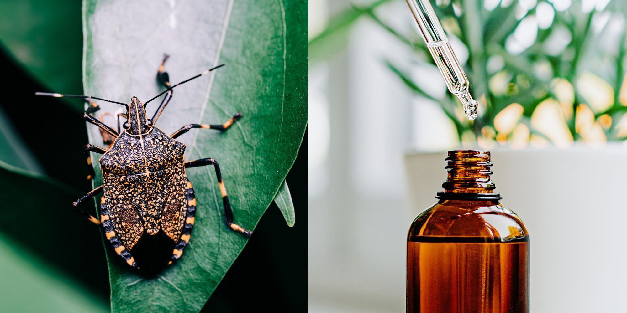 Stink Bug Control: How To Get Rid Of Stink Bugs