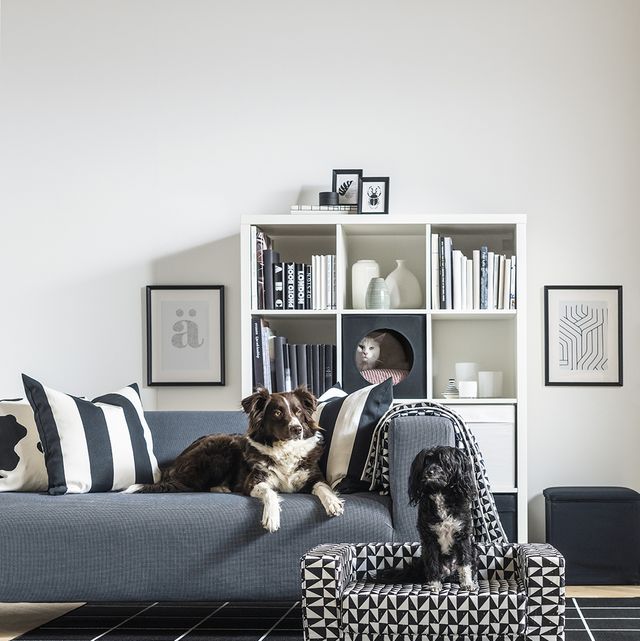 10 pet friendly interior tips for your home