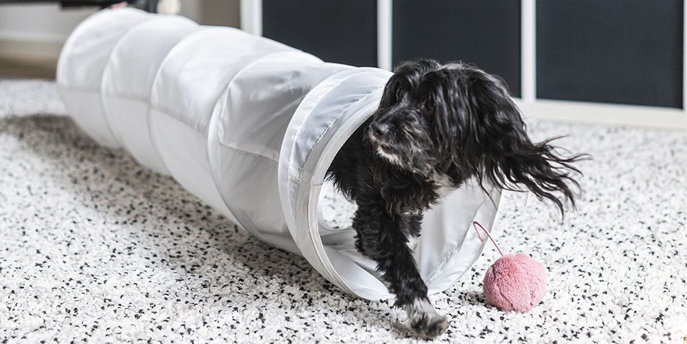 Pet Play Tunnel