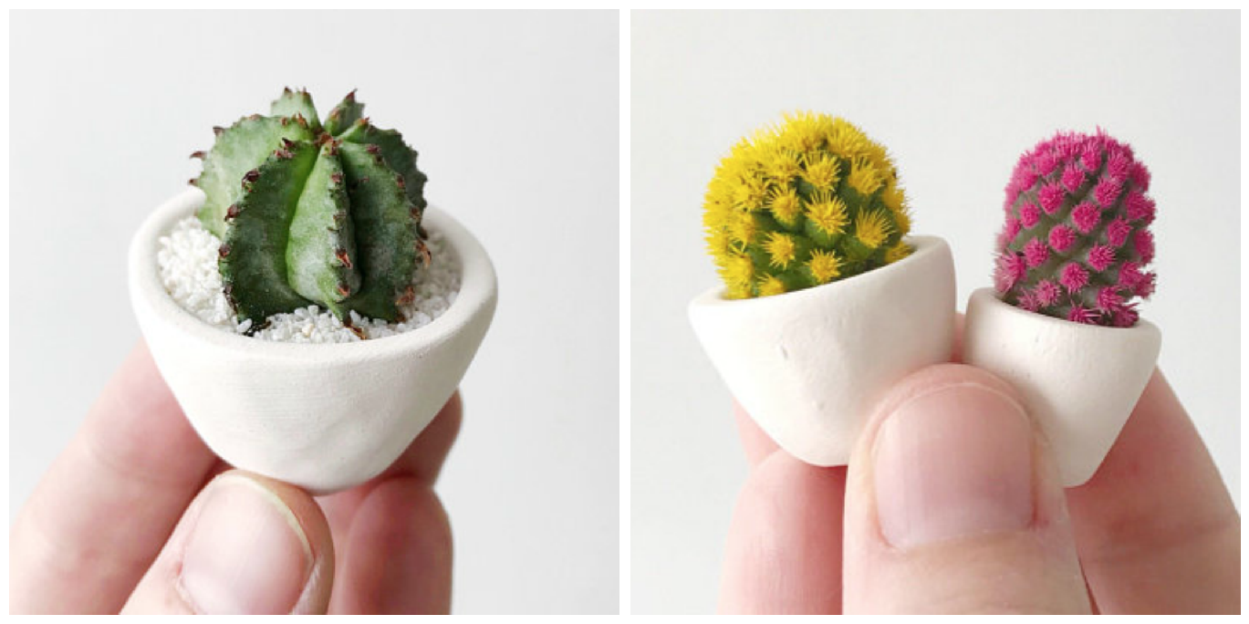 Bouwen Knorretje Verward This Micro-Cactus Trend Is Too Cute - Joanna Gaines Loves Mini Cacti Too
