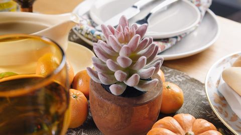 Brunch, Plant, Flower, Peach, Serveware, Ceramic, Tableware, Porcelain, 