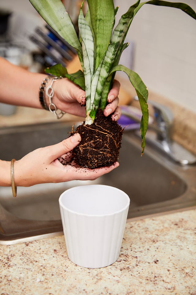 How to Re-Pot a Plant — The Best Way to Pot a Plant