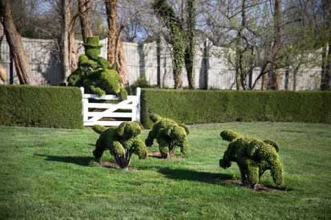 animal hedge shape ideas 