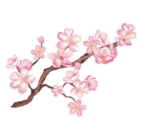 watercolor branch blossom sakura, cherry tree with flowers isolated on a white background hand painting on paper