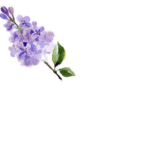 watercolor background made up of branches of lilac flowers, isolated on white background