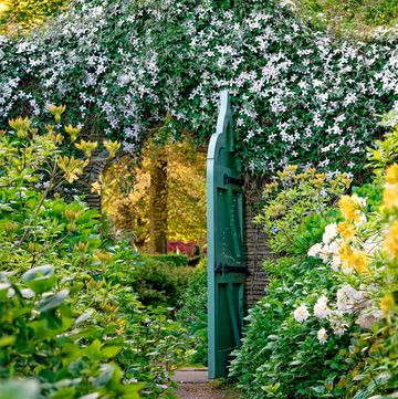 the azalea walk at highgrove gardens