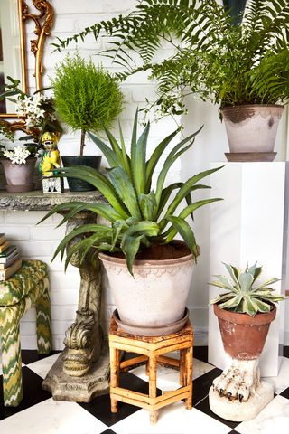 Houseplant, Flowerpot, Plant, Flower, Botany, Room, Interior design, Terrestrial plant, Aloe, Agave, 