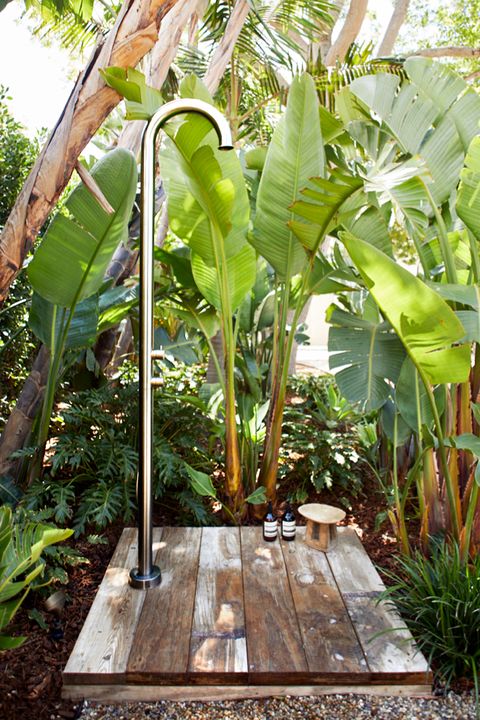 Banana family, Plant, Botany, Banana, Ensete, Botanical garden, Garden, Flower, Nepenthes, Tree, 