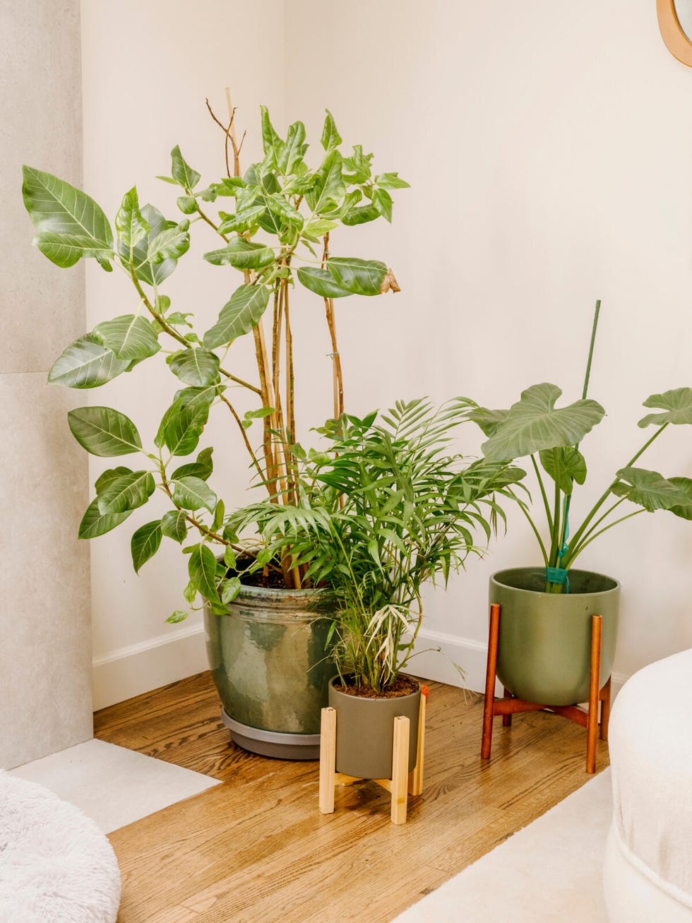 a group of potted plants