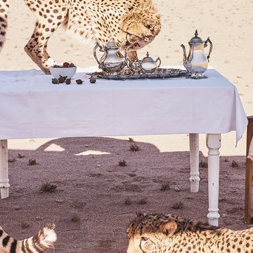Terrestrial animal, Furniture, Table, Wildlife, Room, Felidae, Cheetah, Interior design, Fawn, Tablecloth, 