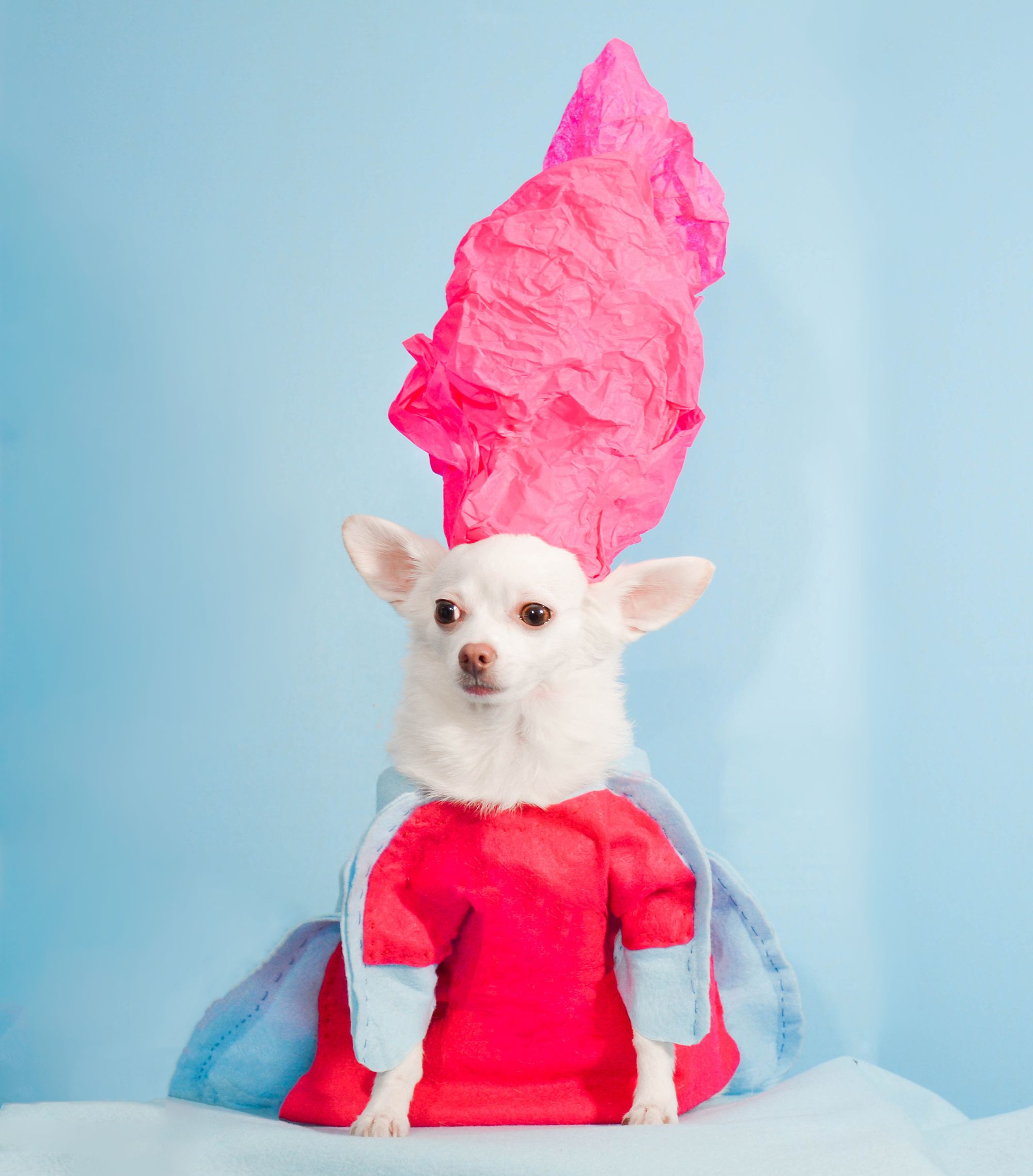 Anthony Rubio Dog Fashion Met Gala - Chihuahuas in Met Gala Fashion