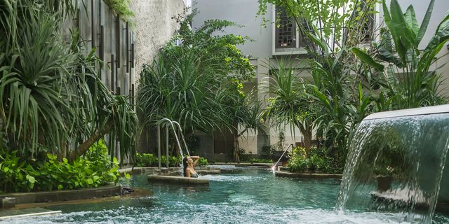 Water, Vegetation, Swimming pool, Property, Tree, Botany, Resort, Palm tree, Leisure, Real estate, 