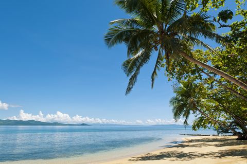 Fiji, Beach And Cocopalm Trees At Matangi Private Island Resort.