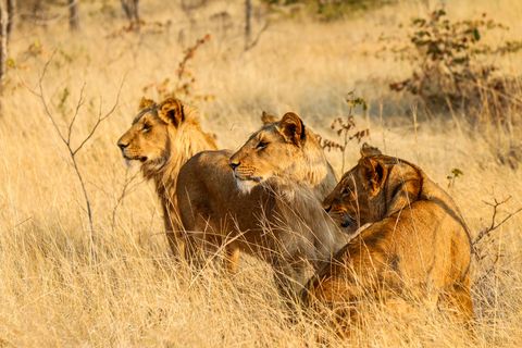 Lions hunting in the savannah of Zambia,