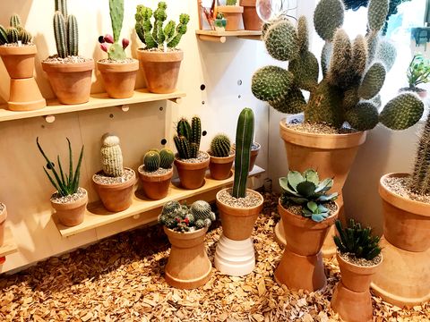 Flowerpot, Plant, Interior design, Houseplant, Terrestrial plant, Thorns, spines, and prickles, Cactus, Succulent plant, Caryophyllales, Annual plant, 