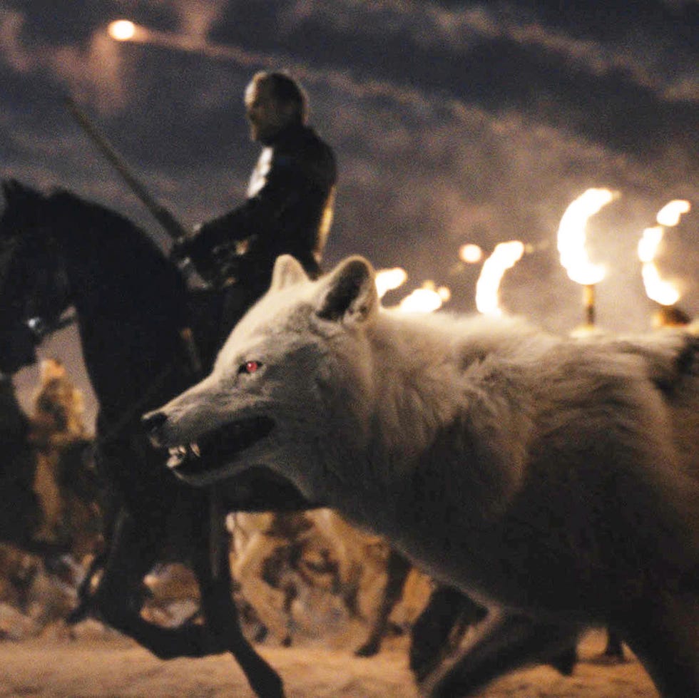 Canidae, Dog, Carnivore, Canis, Tradition, Night, Wolf, Crowd, Canidae, Dog, Carnivore, Canis, Tradition, Night, Wolf, Crowd,