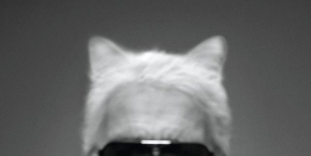 Lol Schrijf een brief Wetland Everything to Know About Karl Lagerfeld's Chic Cat, Choupette