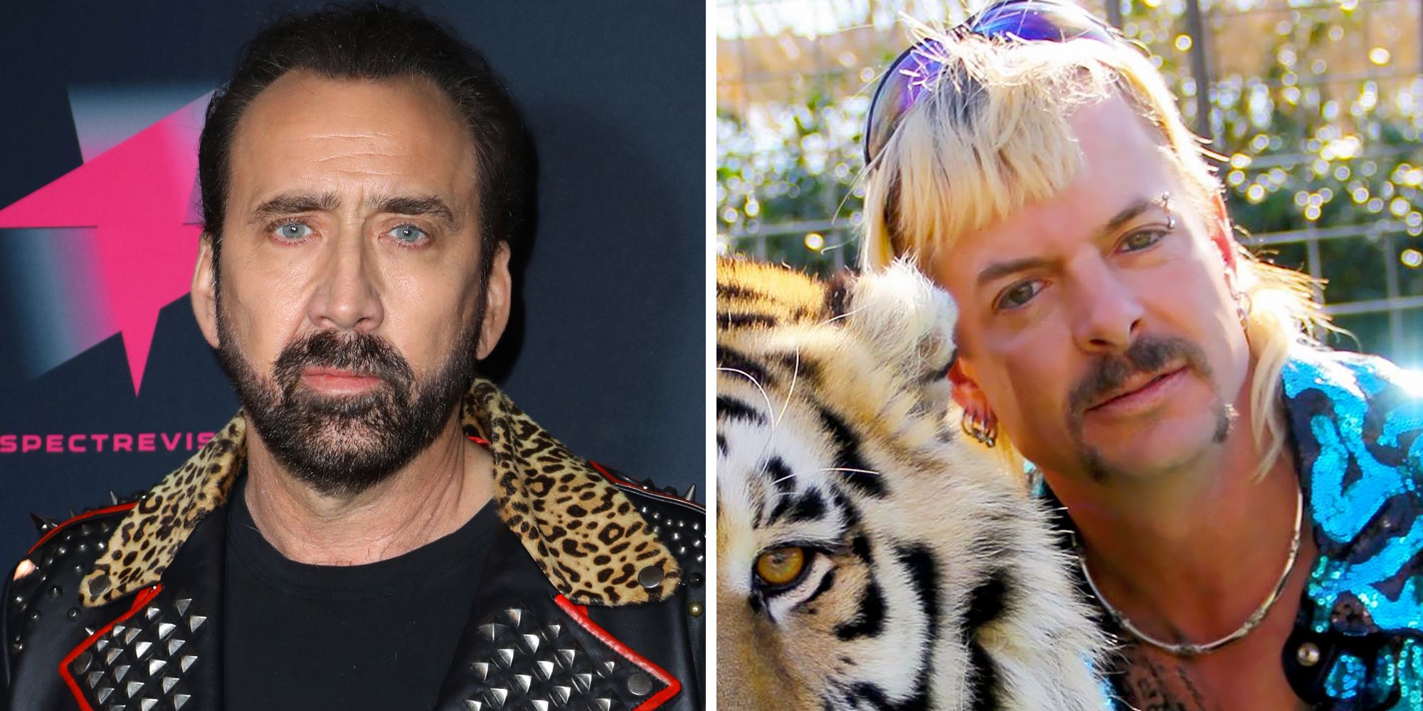 Cats With Nicolas Cage's Face