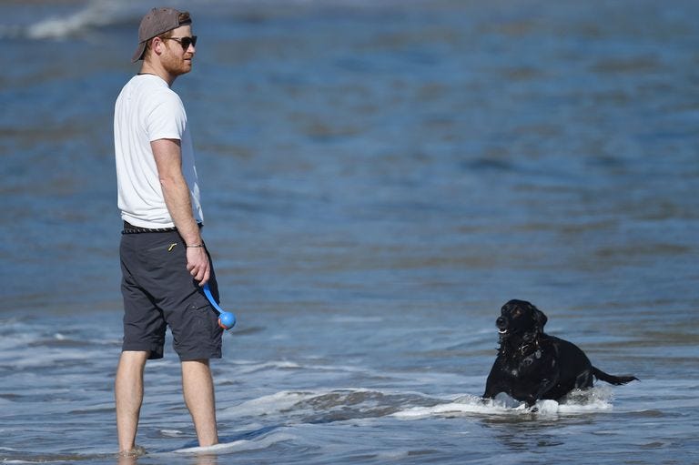 premium exclusive prince harry goes barefoot on the beach while playing fetch with his black lab in the the american riviera's pacific ocean in santa barbara casually dressed in blue cargo shorts, a t shirt, shades and back to front baseball cap, harry looked to have not a care in the world as he enjoyed an afternoon stroll, with only his personal security and lab 'pula' for company with the beach near deserted, there was no need to cover up with a face mask animal lovers harry, 36, and meghan, 39, welcomed pula into their home shortly after their may 2018 wedding, joining meghan's rescue beagle guy and the dog's name has special meaning — pula is the official currency of botswana, the country in africa where harry took meghan when they first started dating pula means "rain" in setswana — and since rain is very scarce in botswana, it's considered valuable and a blessing pula also made an appearance during meghan and prince harry's controversial interview with oprah winfrey the couple shared a new video of their family — including son archie, who will turn 2 in may — enjoying time at the beach during the oprah interview, meghan and harry, who announced they are expecting a baby girl this summer, opened up about their move to santa barbara and how it has benefitted archie 31 mar 2021 pictured prince harry goes barefoot on the beach while playing fetch with his black lab in the pacific ocean photo credit gacmega themegaagencycom 1 888 505 6342 mega agency tagid mega743655001jpg photo via mega agency