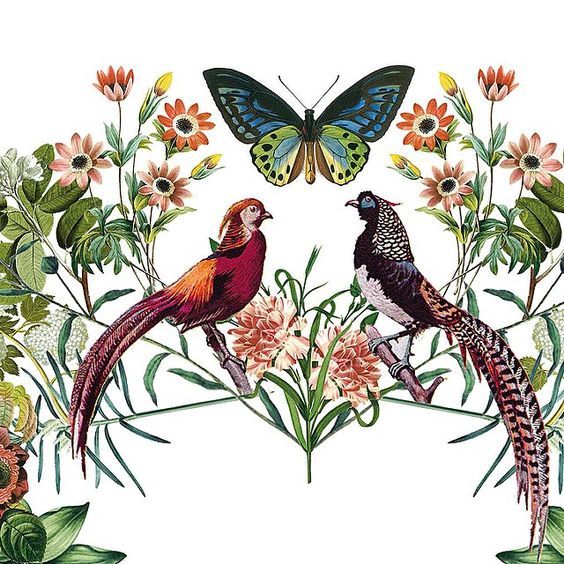 Cynthia (subgenus), Bird, Butterfly, Botany, Plant, Moths and butterflies, Pollinator, Hummingbird, Perching bird, Beak, 