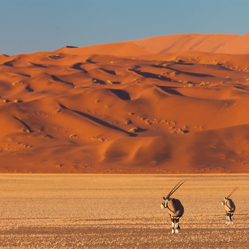 gemsbok in the desert gemsbok in the desert