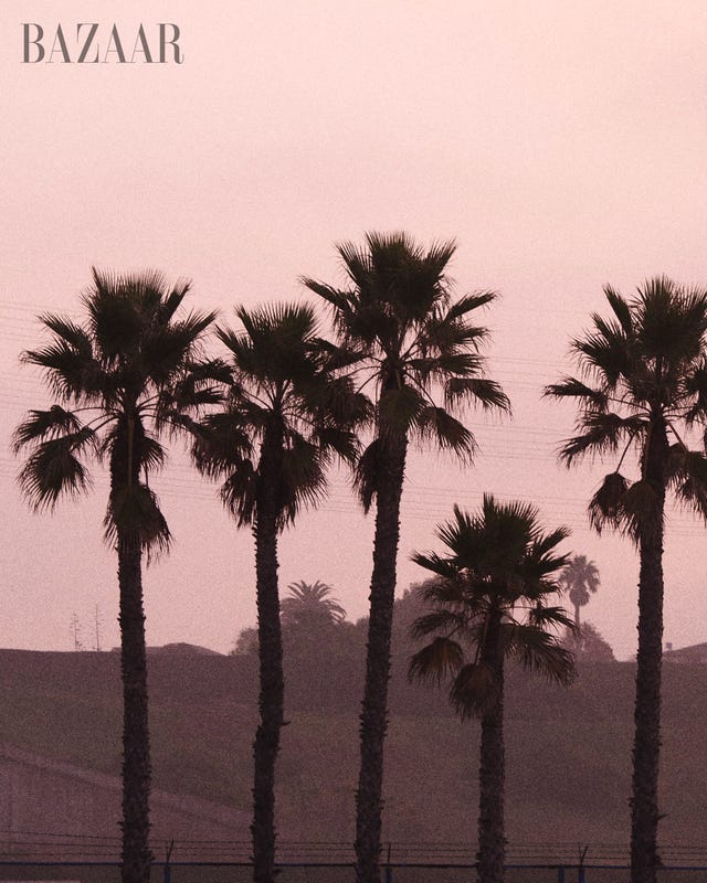julia noni california palm trees