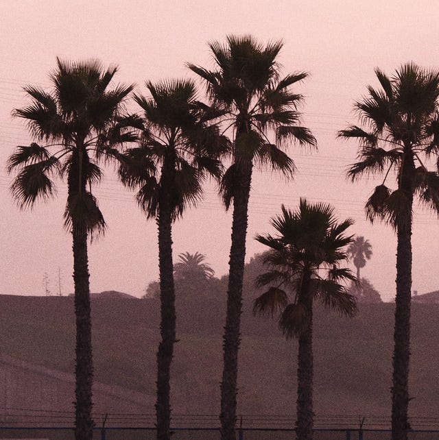 julia noni california palm trees julia noni california palm trees