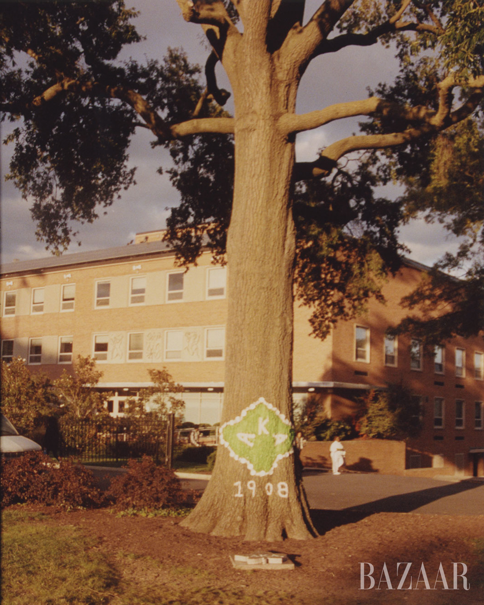 large tree with painted symbols indicating a sorority affiliation on its trunk