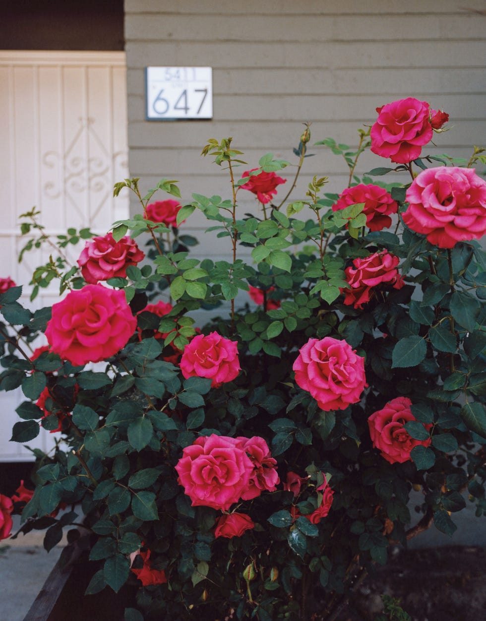 roses