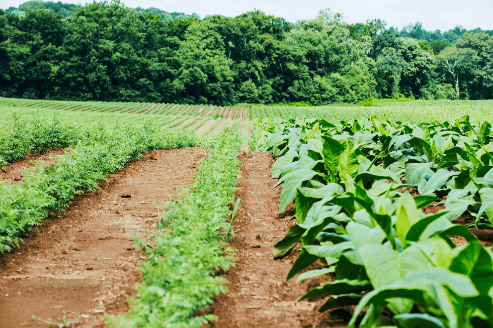 a tennessee farm where stony creek colors sources natural indigo