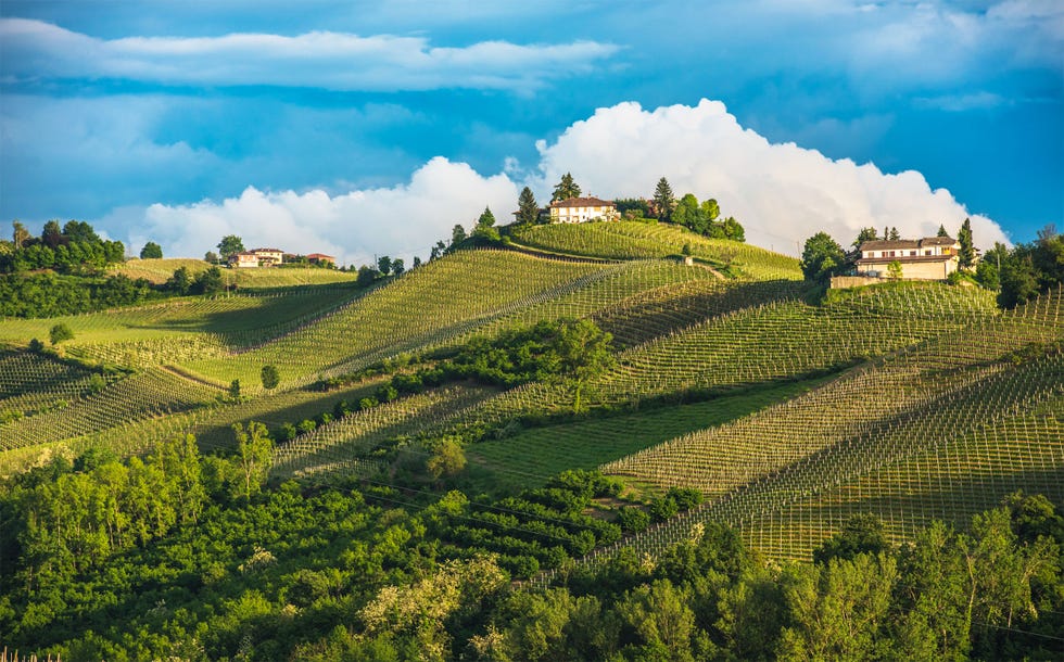 vineyard landscape with rolling hills and a house on a hilltop