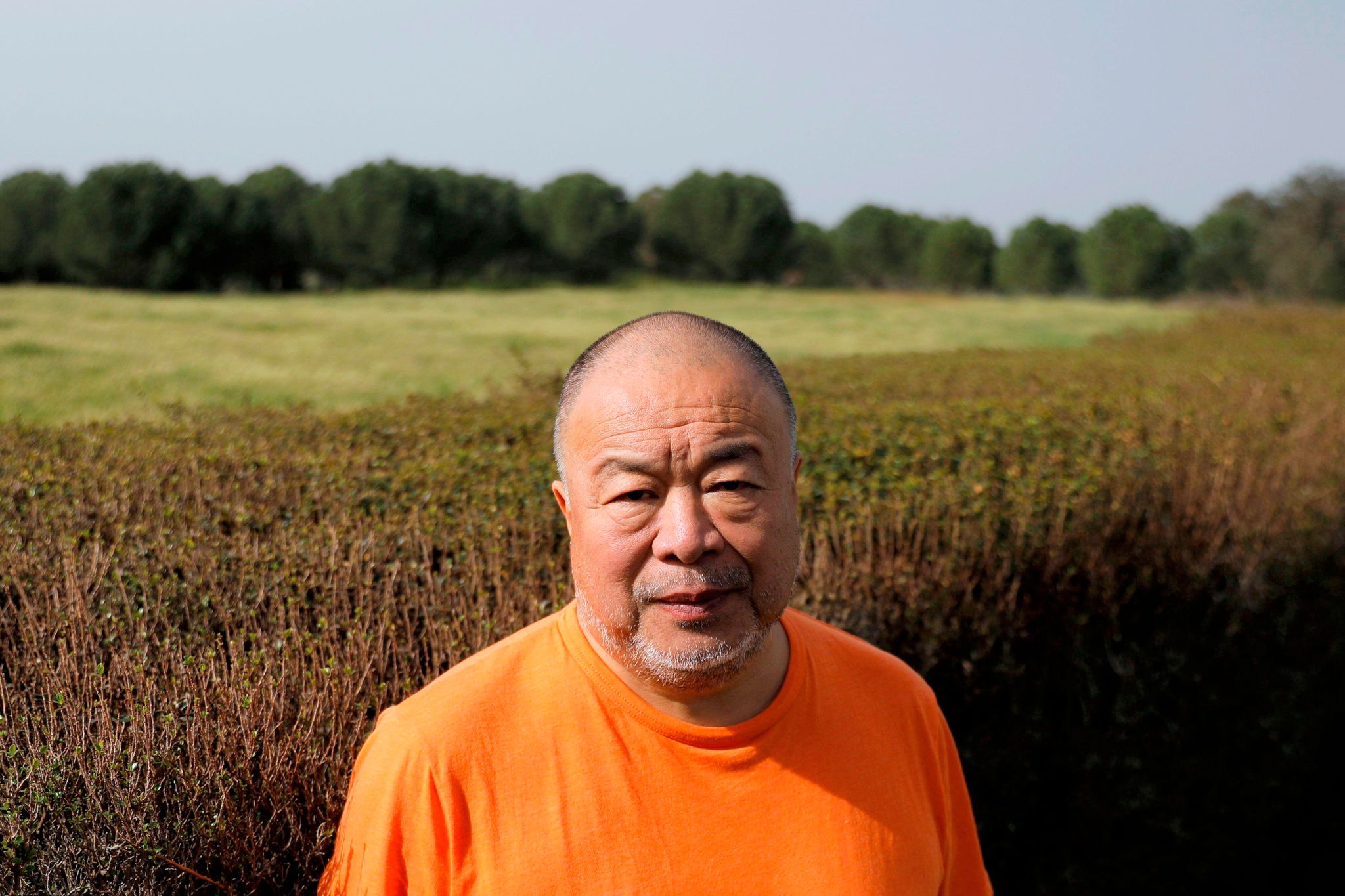 chinese artist ai weiwei poses in a portrait in front of a grassy field wearing a orange t shirt