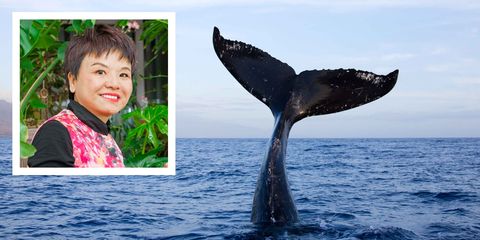 Marine mammal, Cetacea, grey whale, Humpback whale, Fin, Whale, Organism, Marine biology, Adaptation, Dolphin, 