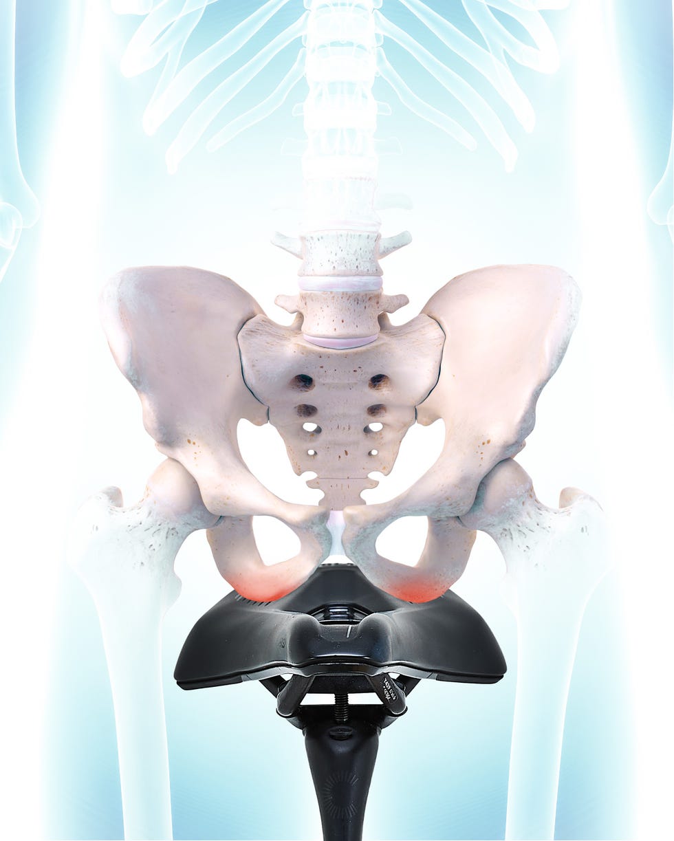 pelvis on saddle