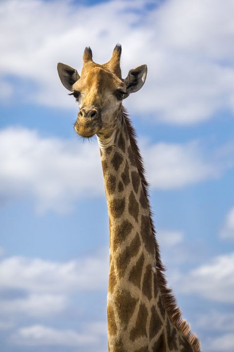 Headshot of giraffe, Sabi Sands Game Reserve, Mpumalanga, South Africa