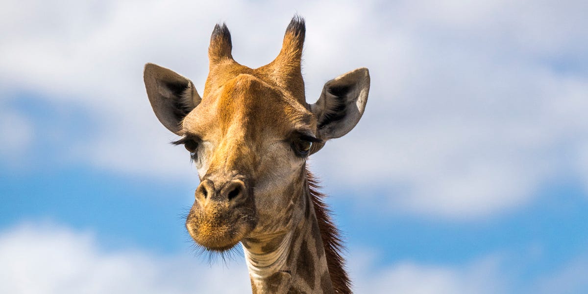 30+ Endangered Animals We May Soon Lose Forever - Endangered Species Around the World 30+ Endangered Animals We May Soon Lose Forever - Endangered Species Around the World