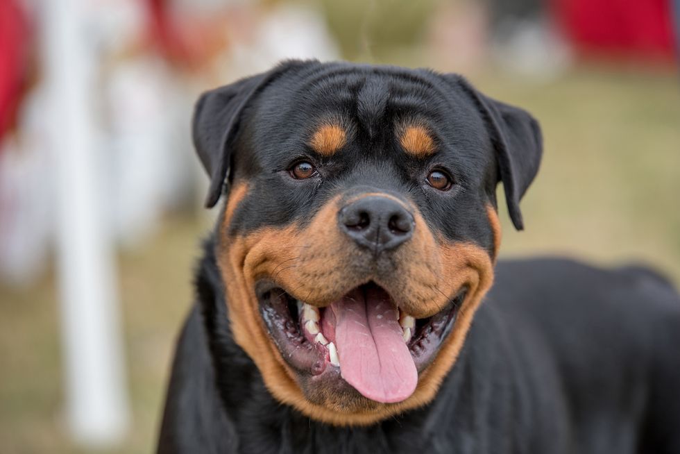 how strong is a rottweilers jaw