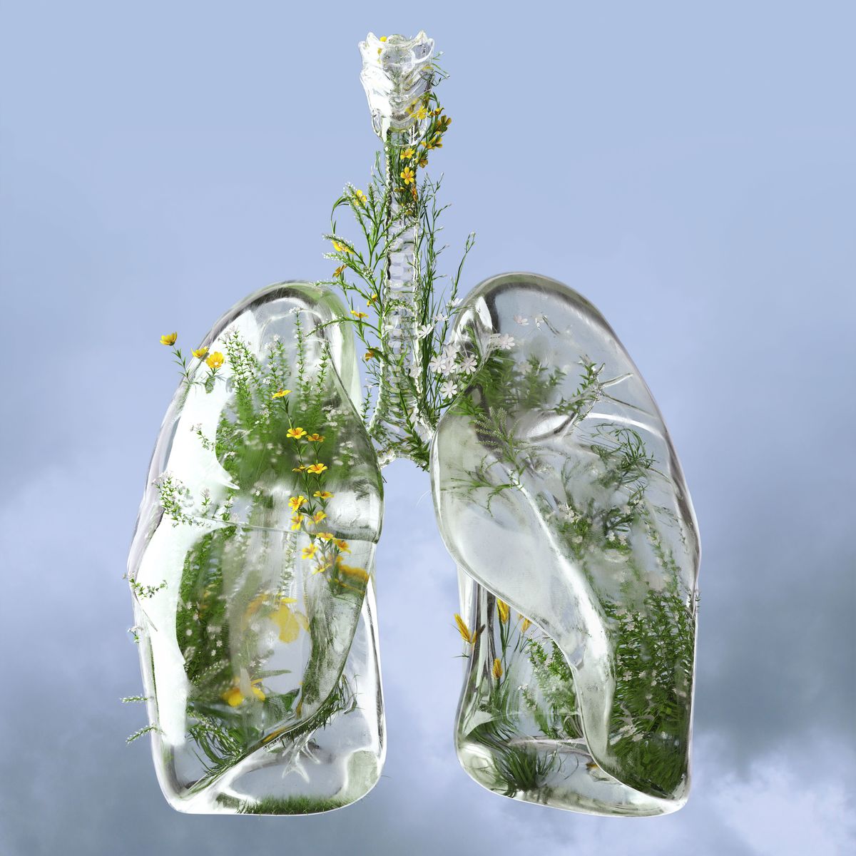digital generated image of lungs made out of frosted glass and filled with plants and flowers on blue background breathe easier