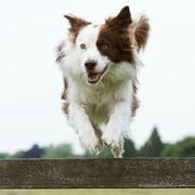 22 Healthiest Dog Breeds - Dogs With Long Life Spans