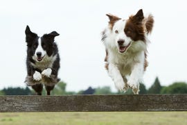 22 Healthiest Dog Breeds - Dogs With Long Life Spans