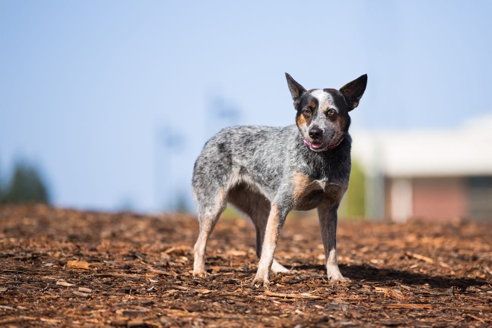 50% cattle dog, 50% beagle, 100% a damn hot mess! : r/AustralianCattleDog