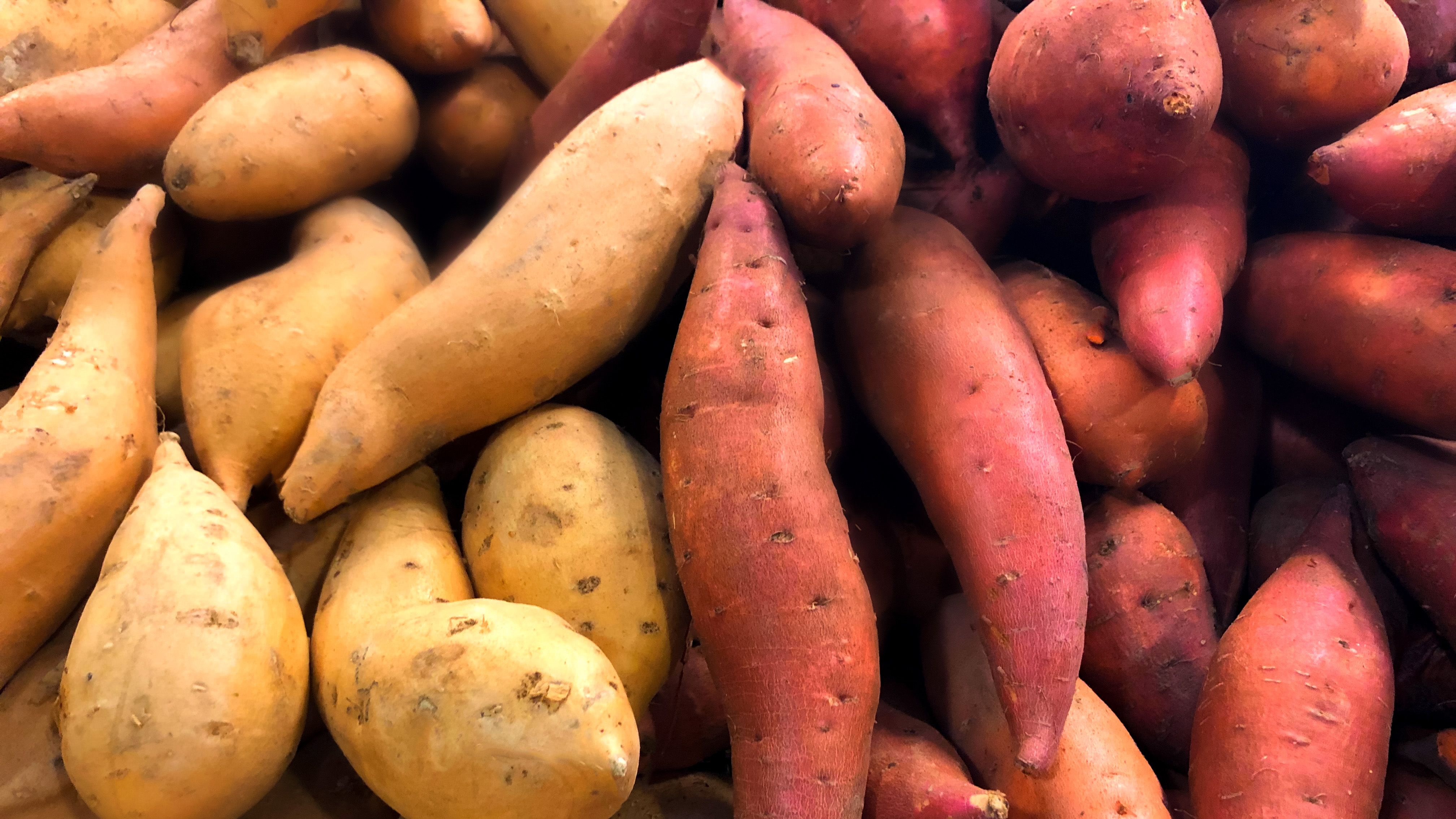 https://hips.hearstapps.com/hmg-prod/images/heaps-of-fresh-organic-white-sweet-potatoes-at-royalty-free-image-1695920113.jpg?crop=1xw:0.75xh;center,top