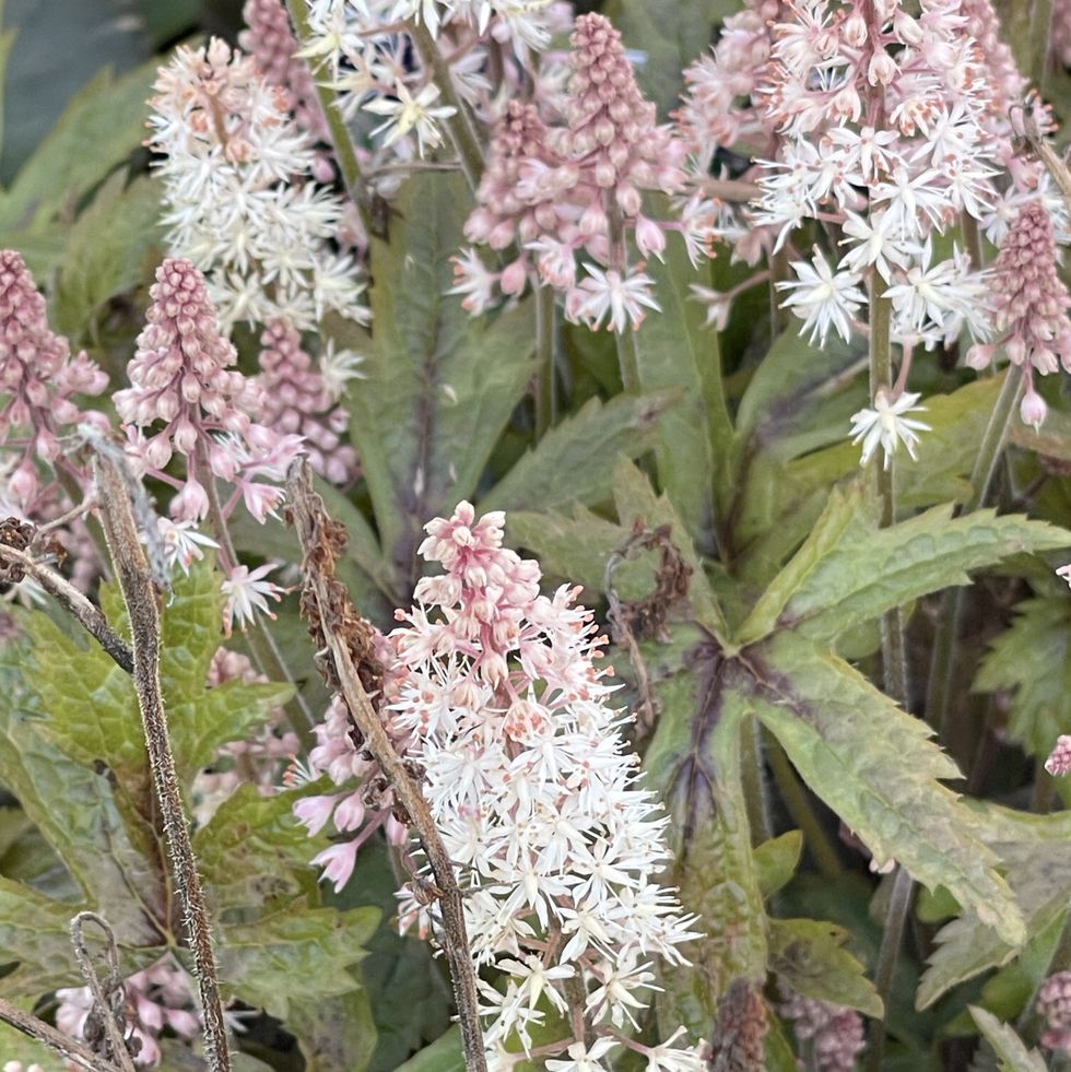 heart leaf foamflower (tiarella cordifolia) plant in flower and close up.
