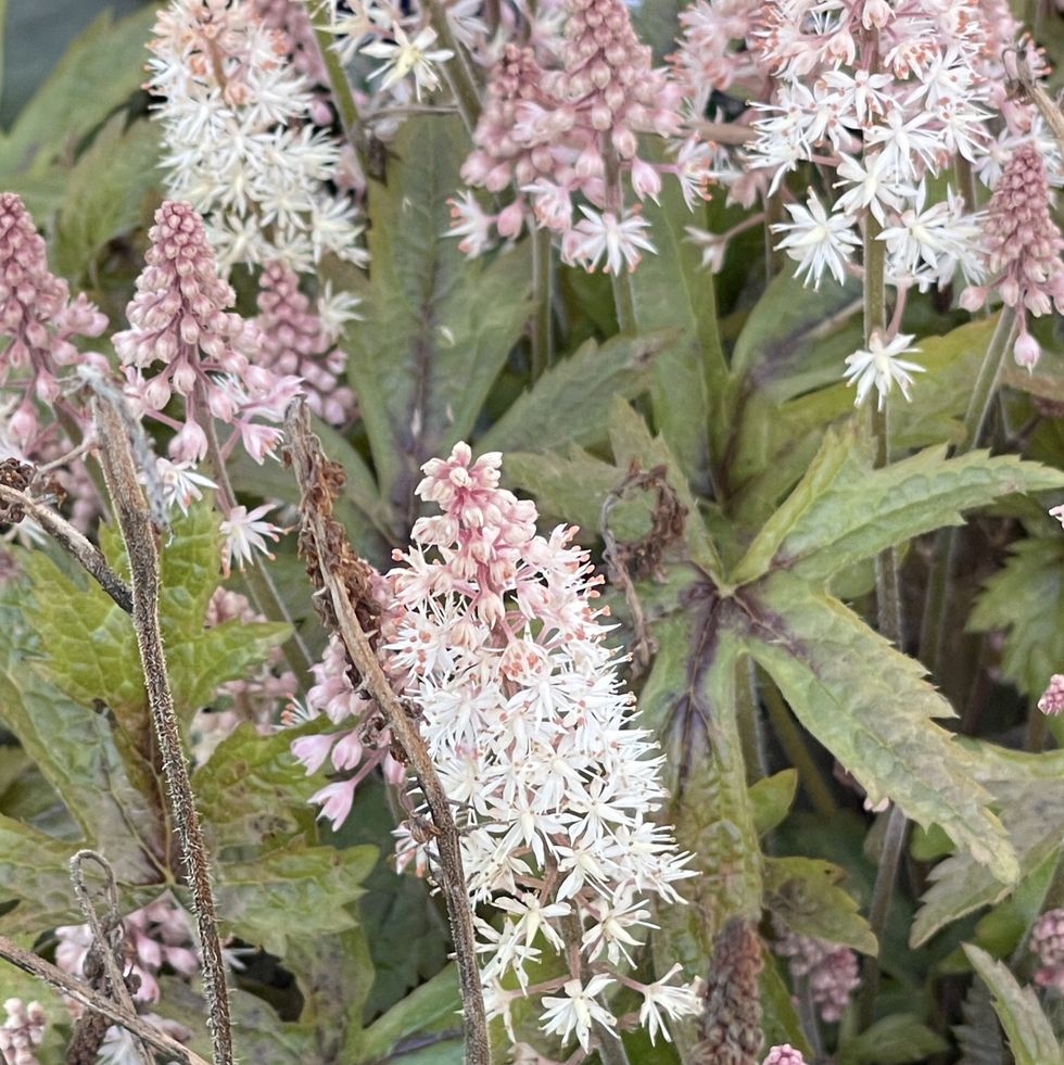 heart leaf foamflower (tiarella cordifolia) plant in flower and close up.