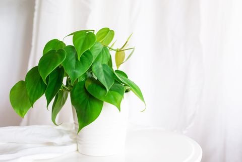 best bedroom plants heart leaf philodendron