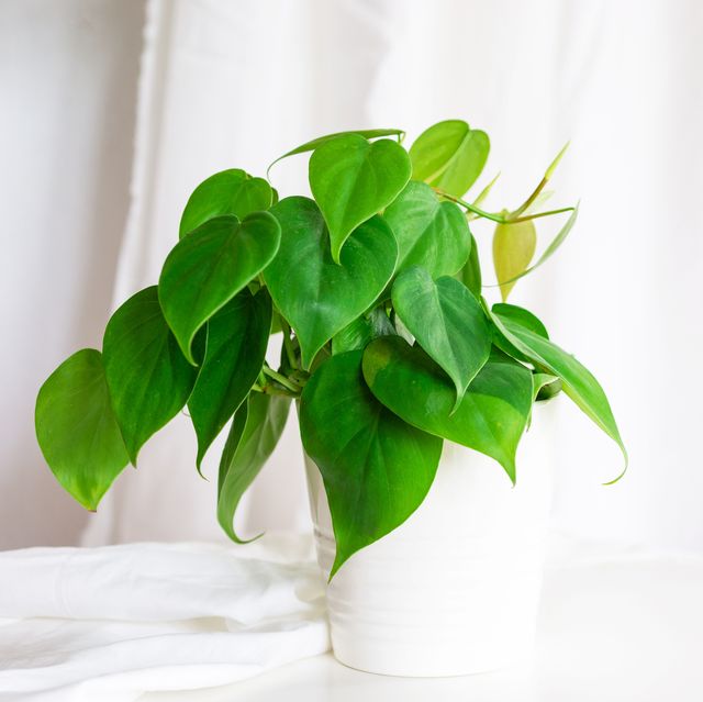 how to care for heart leaf philodendron