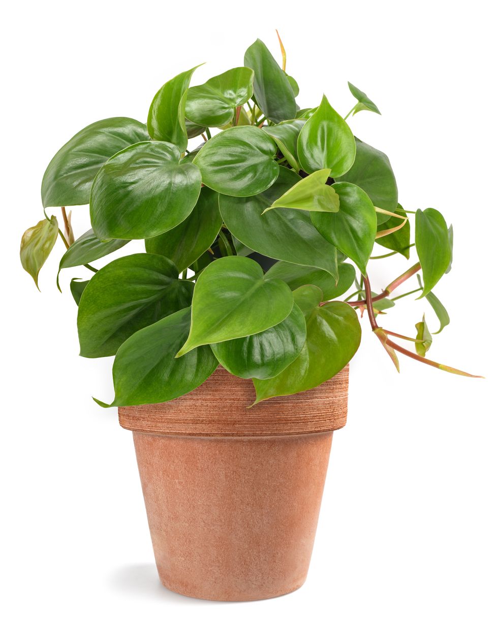 low light houseplants heartleaf philodendron