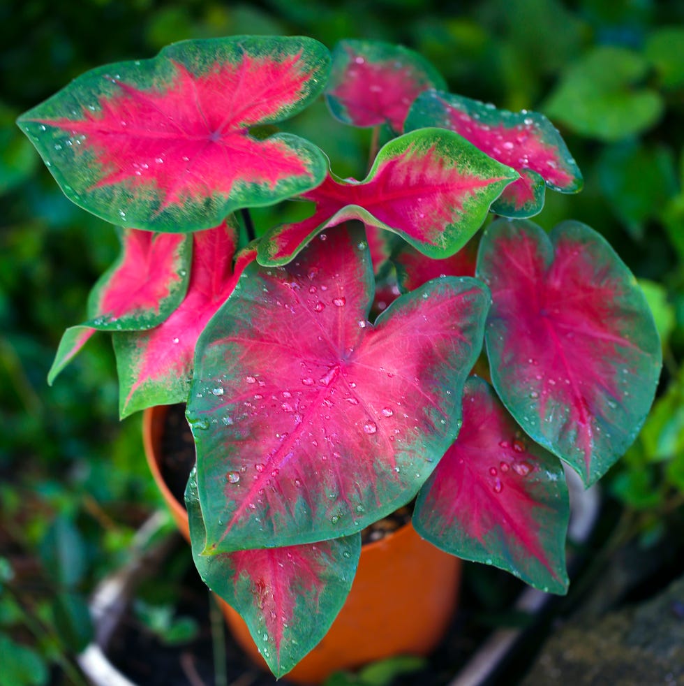 outdoor plants for patio caladium