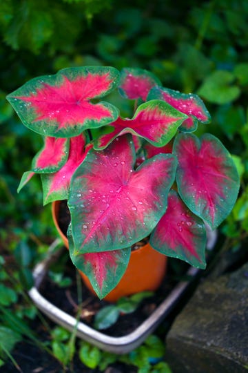 how to grow caladiums heart of jesus angel's wings caladium w raindrops