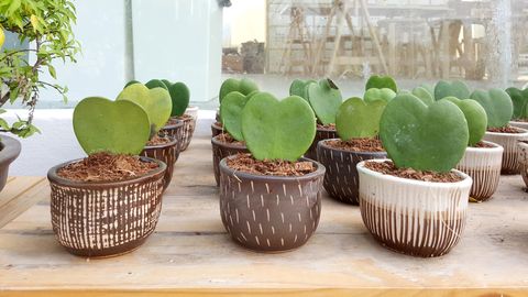Heart shape Hoya plants